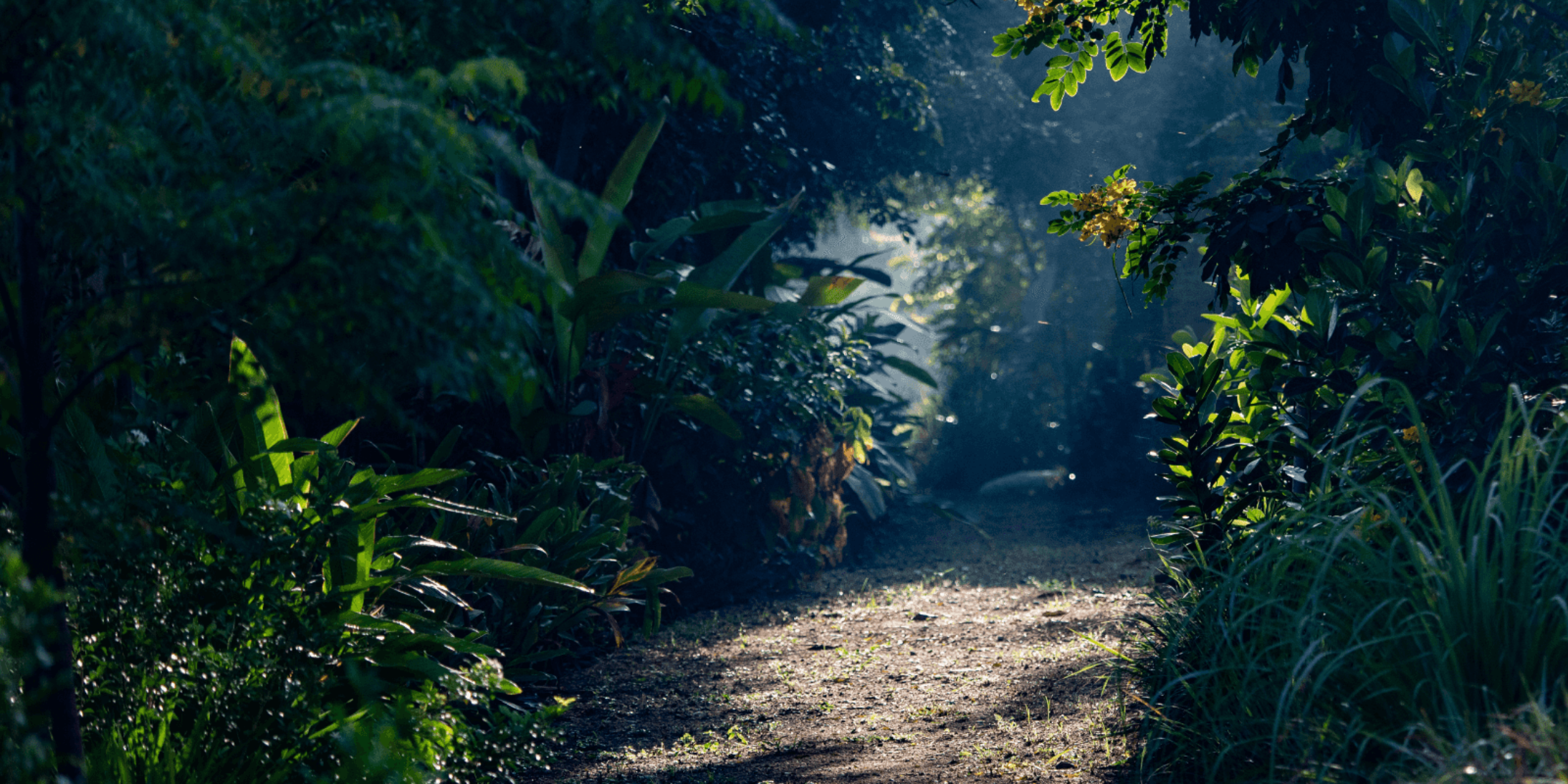 Wellness banner